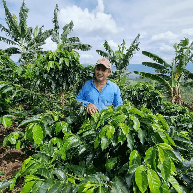 Hovedbilde Colombia, Huila, Finca El Recreo